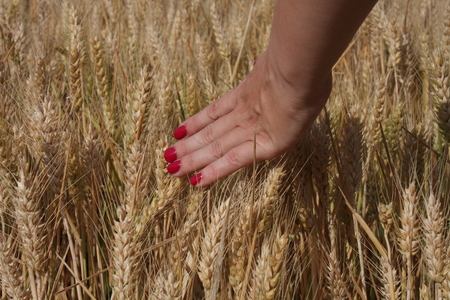 Wheat sprouts in a woman's farmer handの写真素材