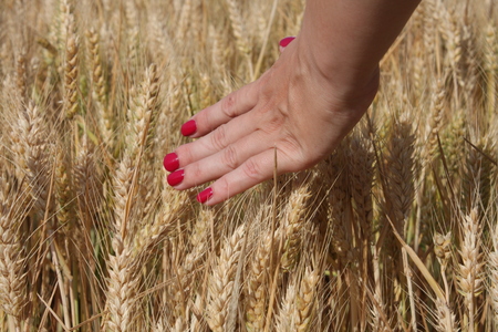 Wheat sprouts in a woman's farmer handの写真素材