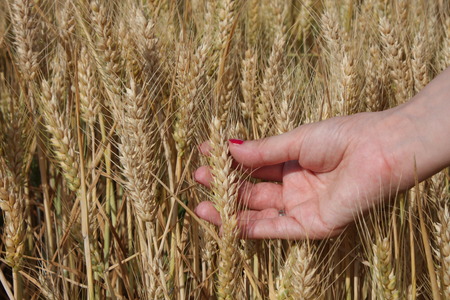 Wheat sprouts in a woman's farmer handの写真素材