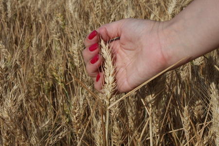 Wheat sprouts in a woman's farmer handの写真素材