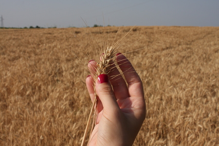 Wheat sprouts in a woman's farmer handの写真素材