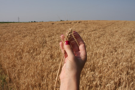 Wheat sprouts in a woman's farmer handの写真素材