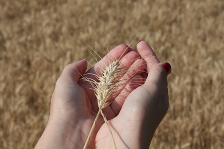 Wheat sprouts in a woman's farmer handの写真素材