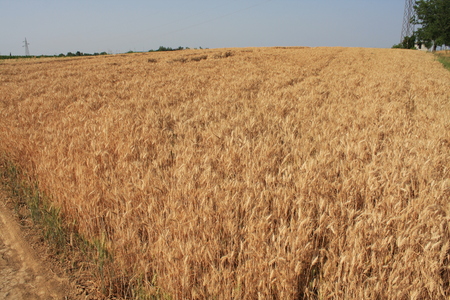 Wheat sprouts - fieldの写真素材