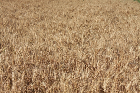 Wheat sprouts - fieldの写真素材
