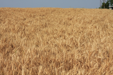 Wheat sprouts - fieldの写真素材