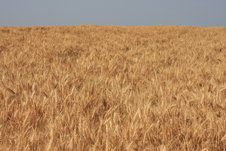 Wheat sprouts - fieldの写真素材