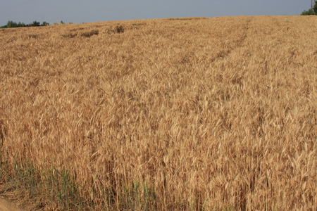 Wheat sprouts - fieldの写真素材