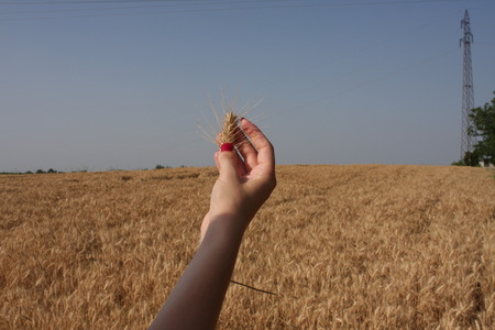 Wheat sprouts in a woman's farmer handの写真素材