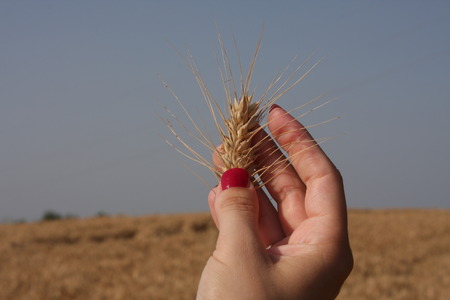 Wheat sprouts in a woman's farmer handの写真素材