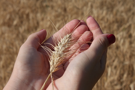 Wheat sprouts in a woman's farmer handの写真素材