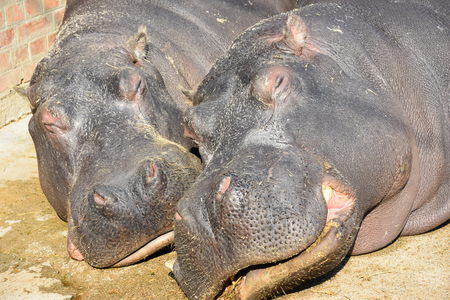 Two common hippopotamus, Hippopotamus amphibius, or hippos - headsの写真素材