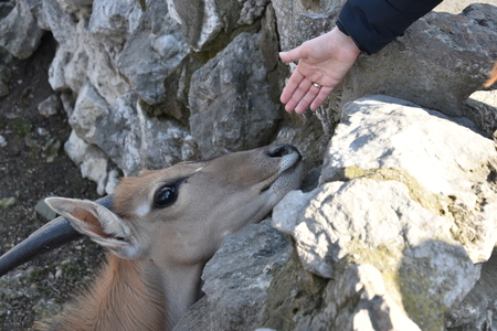 female hand approaching wild animalの写真素材