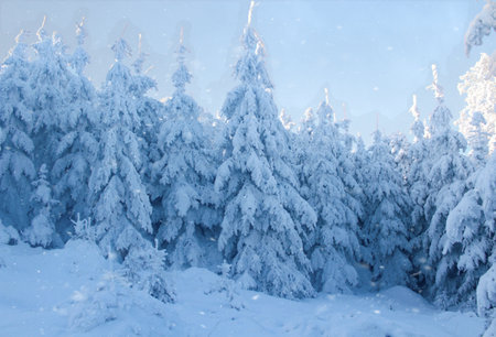 Snow covered fir trees in the mountains. Beautiful winter landscape. Christmas background.の写真素材