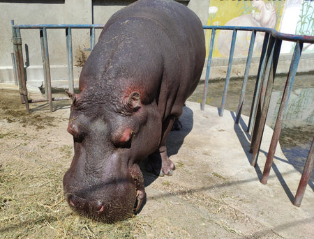 Hippopotamus (Hippopotamus amphibius) in the zooの写真素材