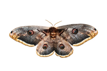 butterfly on a white backgroundの写真素材