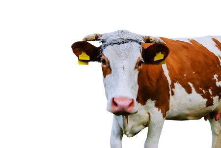 cow isolated on white background