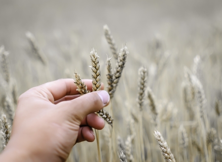 helping hand to dry wheat during drought