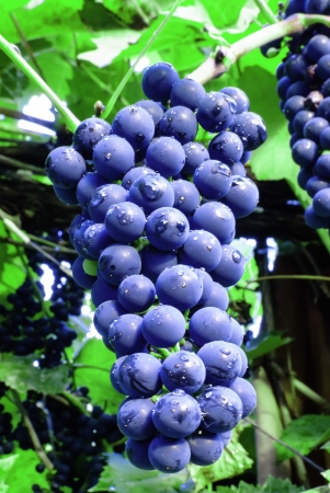 ripe cabernet grapes ready for harvestの写真素材