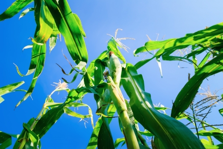 Green corn field in summer under the scorching sunの写真素材