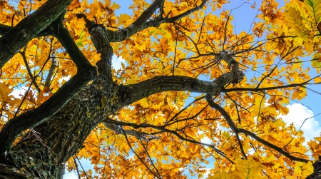 Mature oak tree with sun shining