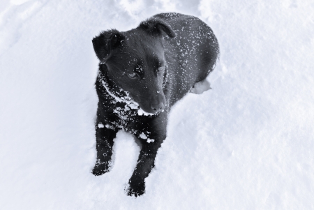 black dog on snow looking awayの写真素材