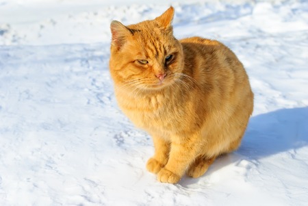 cat on a frosty snow with eyes closedの写真素材