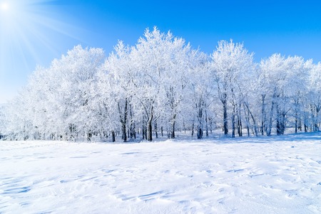 cold frosty day with a tree in the foregroundの写真素材