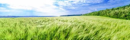 wheat field in early summer under the scorching sunの写真素材