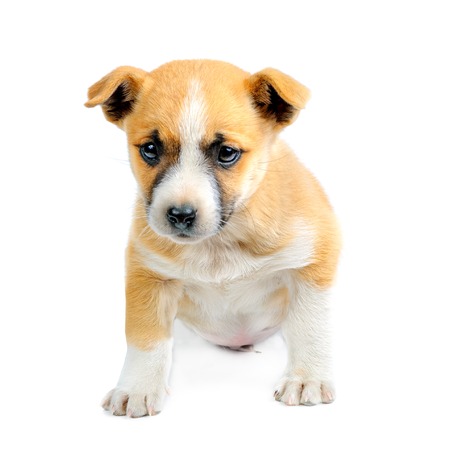 little sad puppy isolated on white backgroundの写真素材