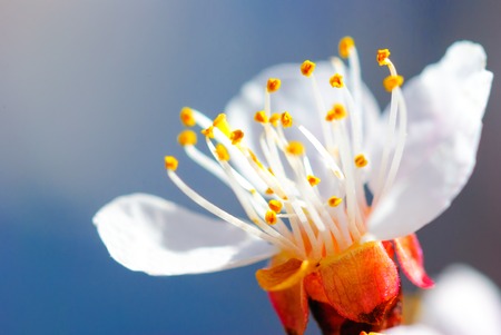 blossom of the apricot close up macroの写真素材