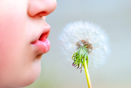 Young boy blowing dandelion in nature macro photographyの写真素材