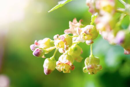 Thriving buds of a tree. Shallow depth of field. Selective focusの写真素材