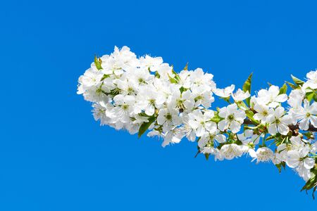 Blooming cherry branch against the blue sky.の写真素材