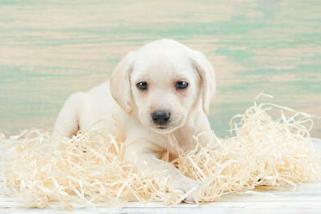 Young puppies of breed Cocker Spaniel shot close-up in the studioの写真素材
