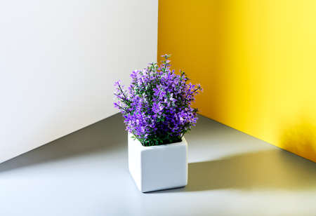 a pot of lilac flowers on a gray-yellow white backgroundの写真素材