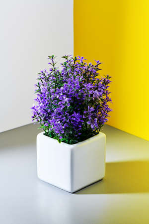 a pot of lilac flowers on a gray-yellow white backgroundの写真素材