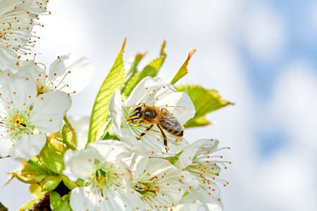 Flying honey bee collecting bee pollen from apple blossom. Bee collecting honey.