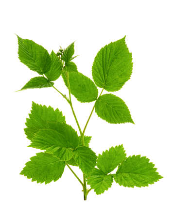 raspberry leaves unfolded shot on a white background
