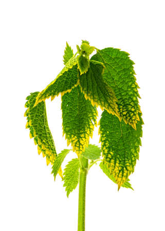 isolated nettle leaves on white background shot closeupの写真素材