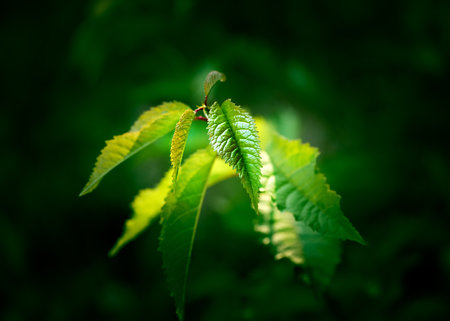 Close-up of a green leaf with the suns rays shining on it