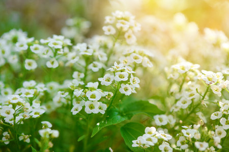 The tenderness of white flowers and the beauty of natureの写真素材