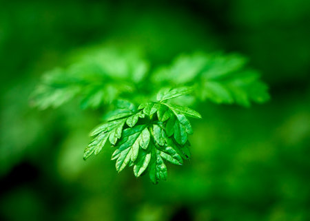 A captivating close-up of a delicate green leafの写真素材