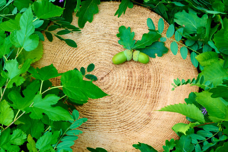 The tree stump and leaves background with oak acornsの写真素材