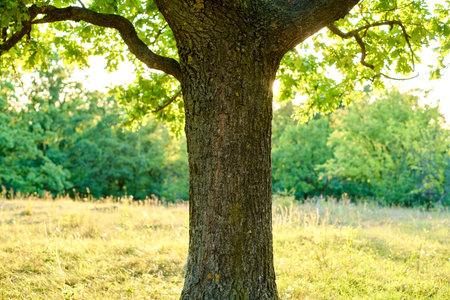 oak tree in the forest in the golden glow of the setting sunの写真素材