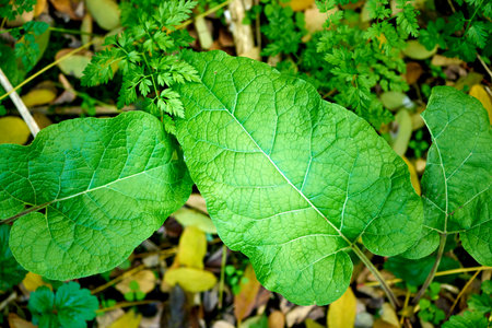Leaves and root of burdock Arctium lappa in nature view from aboveの写真素材