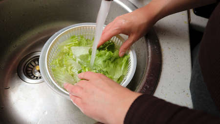 Preparation for lunch, washing salad in the sink with fresh, cold water, by handsのeditorial素材
