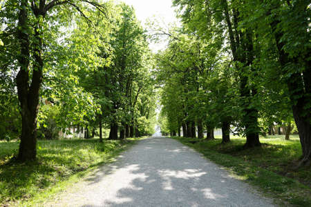 Gravel pathway going into distance along beautiful, green chestnut treeline in park area during sunny, spring dayの写真素材