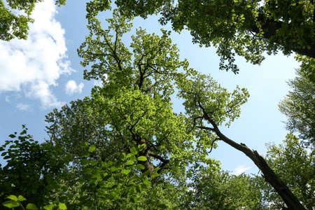 Tree top view in beautiful, spring forest, shot from the ground,  under clear, blue skyの写真素材