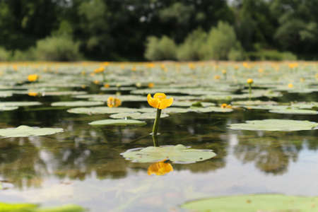 Beautiful, peaceful swamp, full of yellow water lillies on the surfaceの写真素材